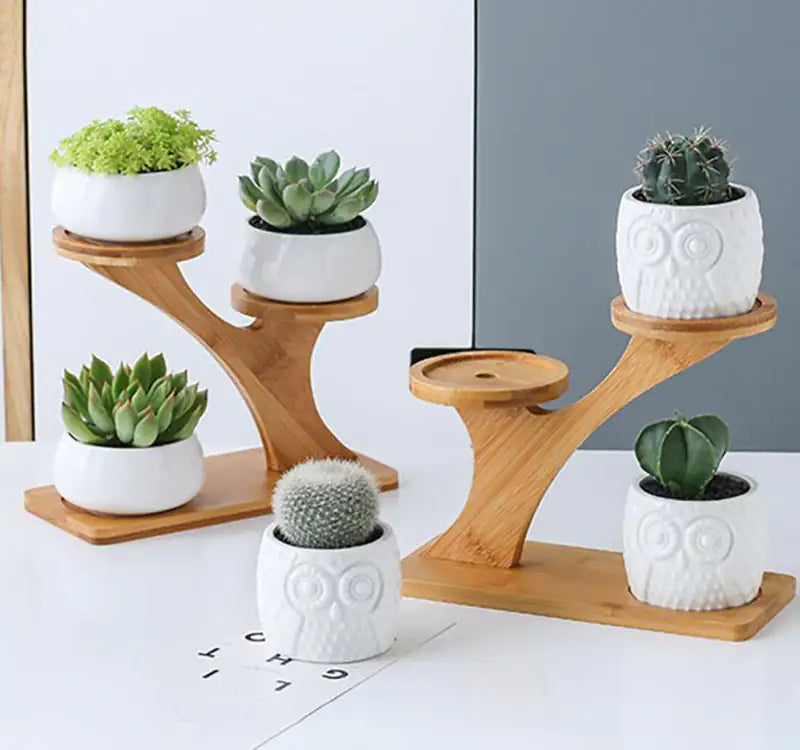 Succulent Pots & Bamboo Shelf